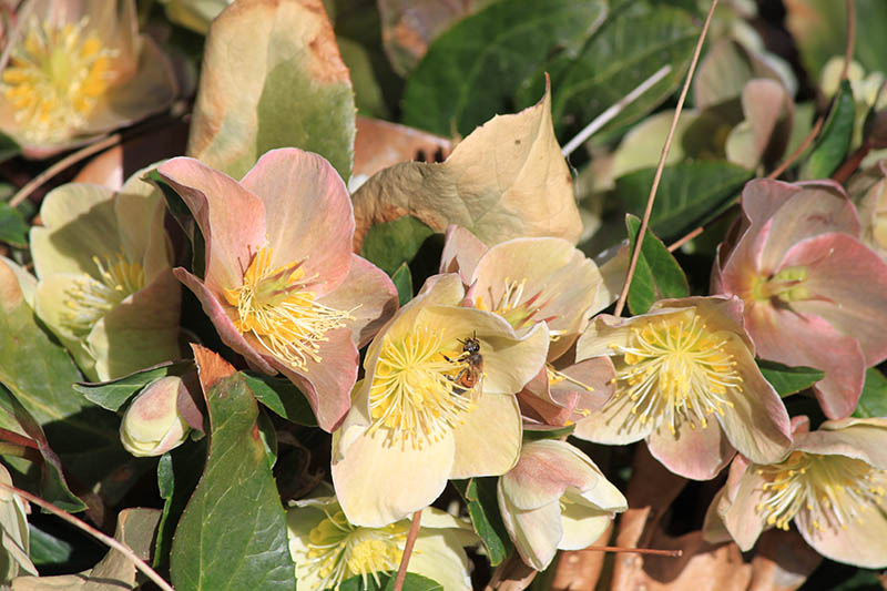 A pinkish colored Hellbore flower. A pinkish colored Hellbore flower.