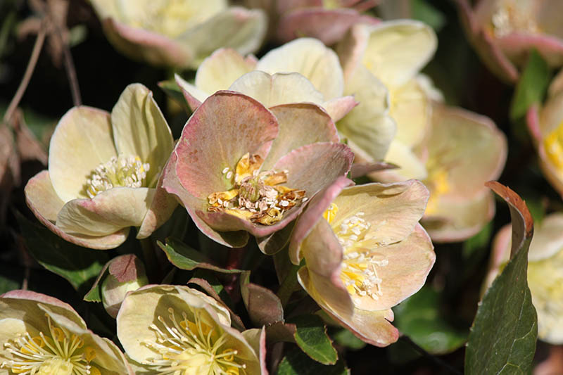 Light pink and white flowers with yellow centers. Light pink and white flowers with yellow centers.