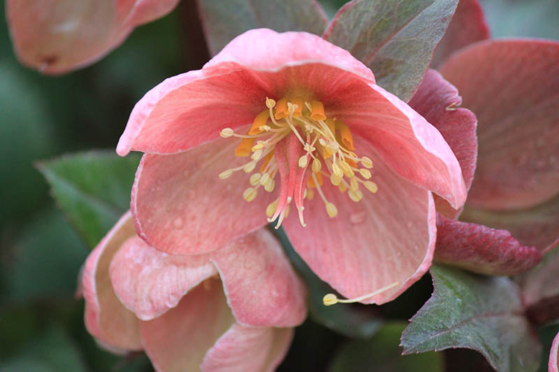 A light pink flower with a yellow center. A light pink flower with a yellow center.