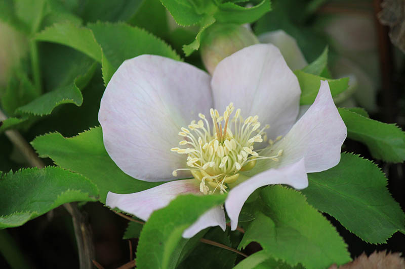 A white flower with a yellow center. A white flower with a yellow center.