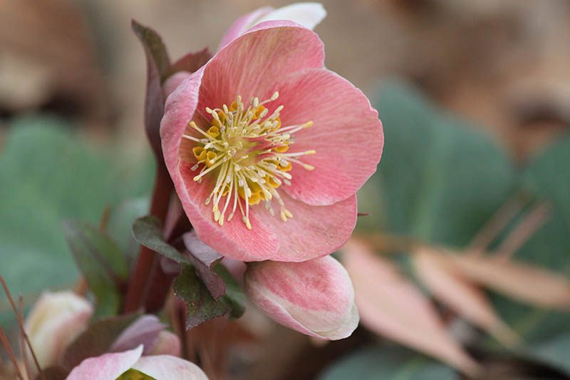 A pink flower with a yellow center. A pink flower with a yellow center.