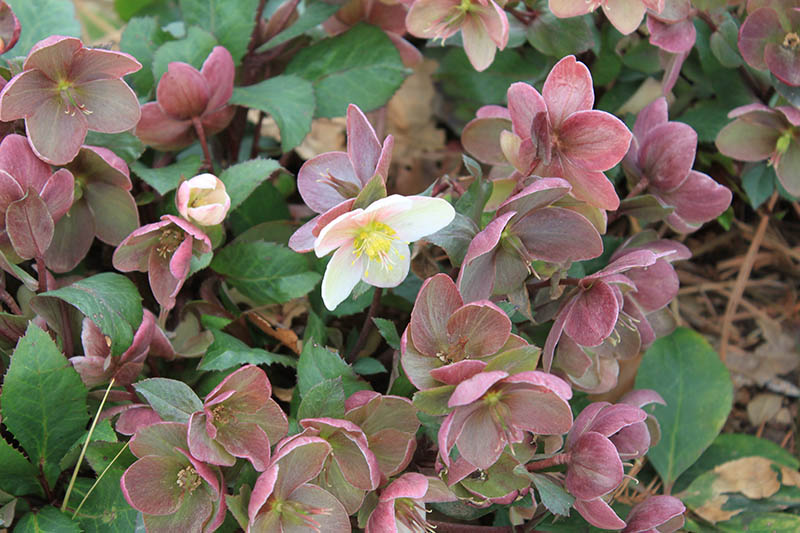 A plant with dark pink and white flowers. A plant with dark pink and white flowers.