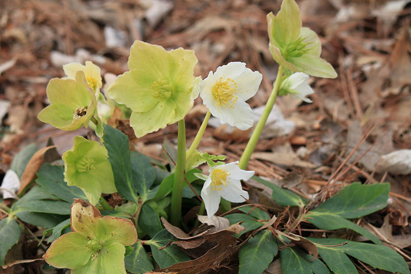 A plant with yellow and white flowers. A plant with yellow and white flowers.