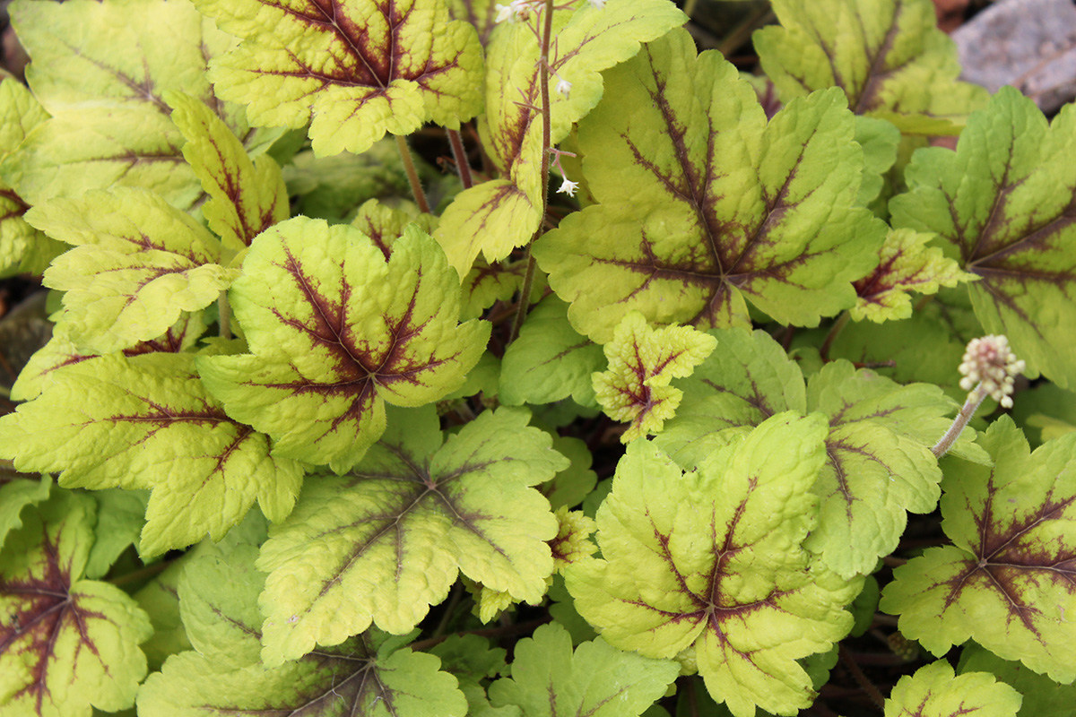 Green leaves with purple centers Green leaves with purple centers