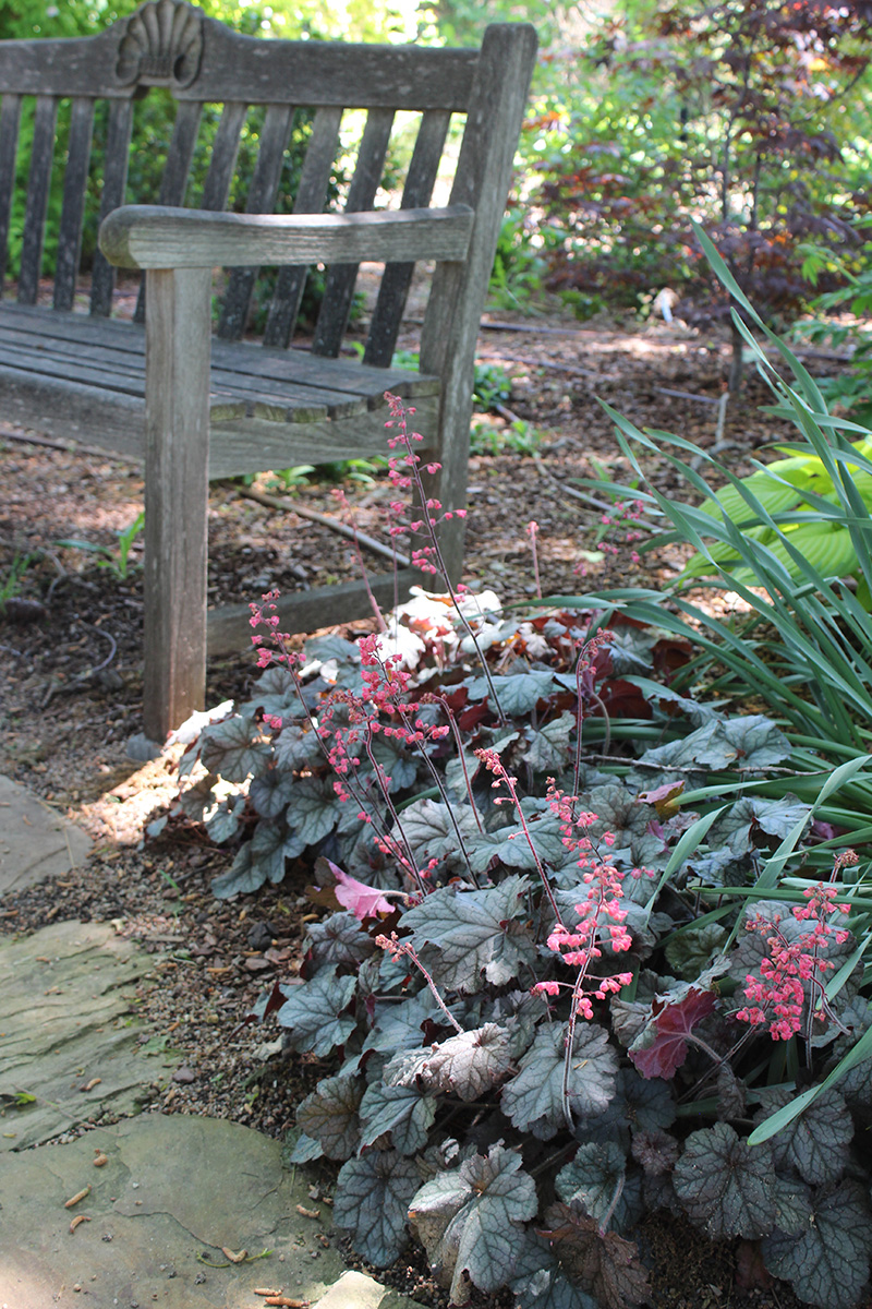 Dark purple plant next to a bench Dark purple plant next to a bench