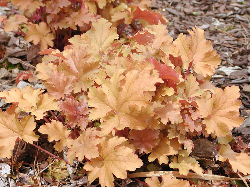 brown tinted plant growing in a flower bed brown tinted plant growing in a flower bed