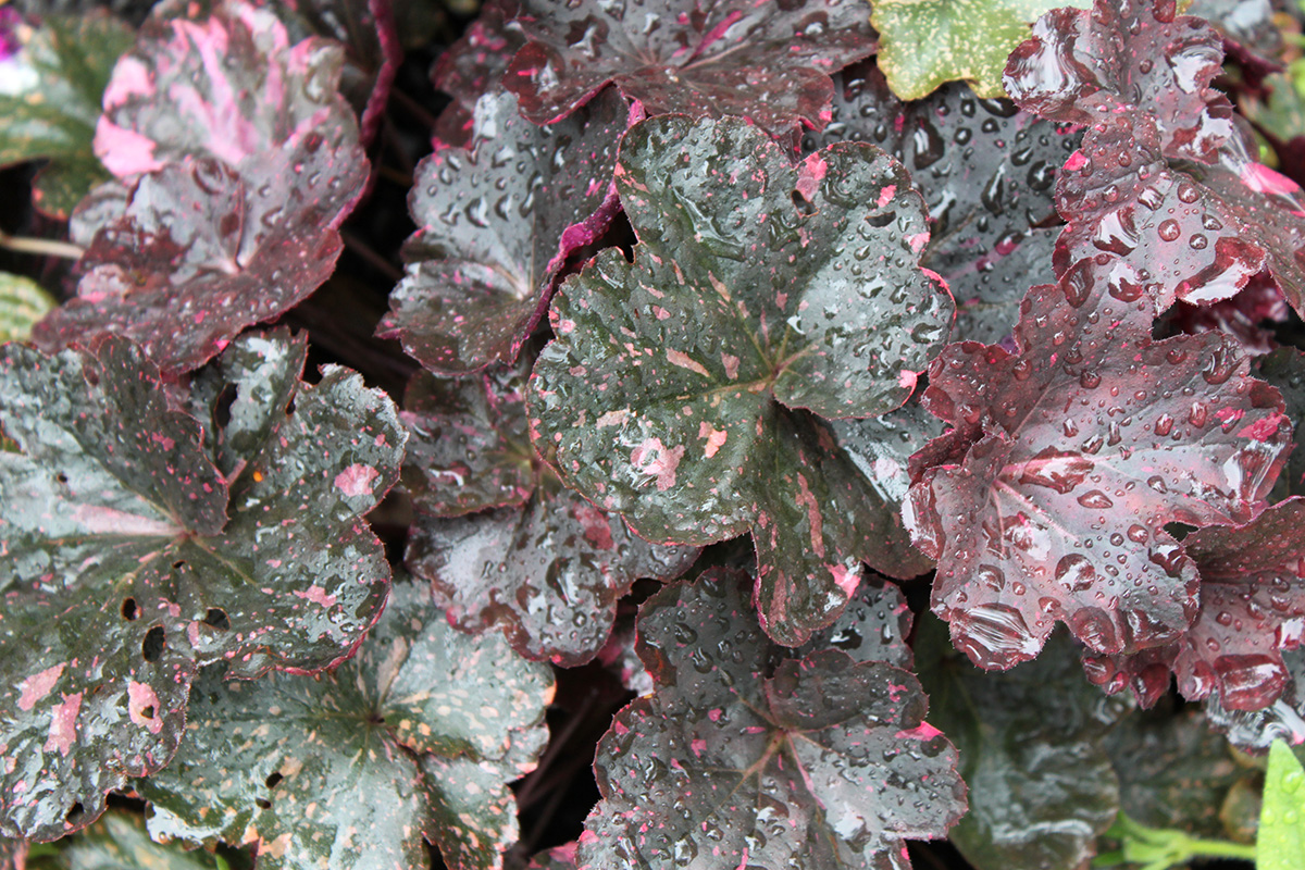 Dark purple plant with red tint Dark purple plant with red tint