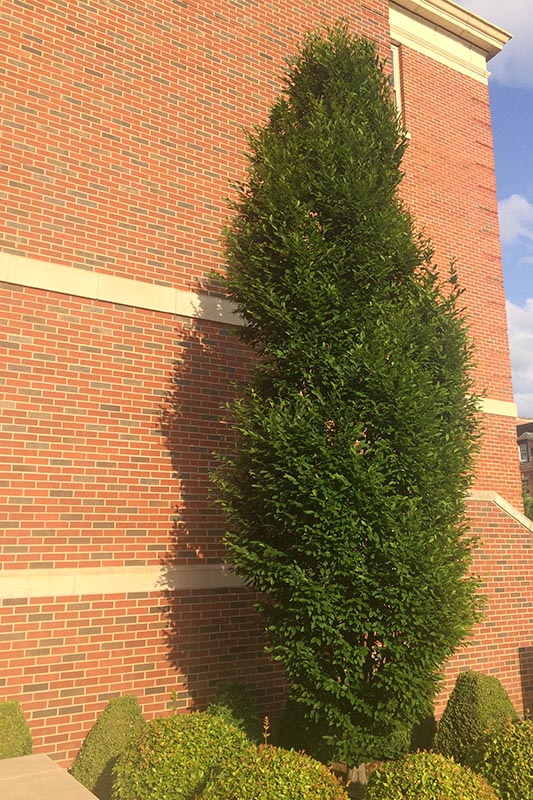 A tall tree growing against the side of a building. A tall tree growing against the side of a building.