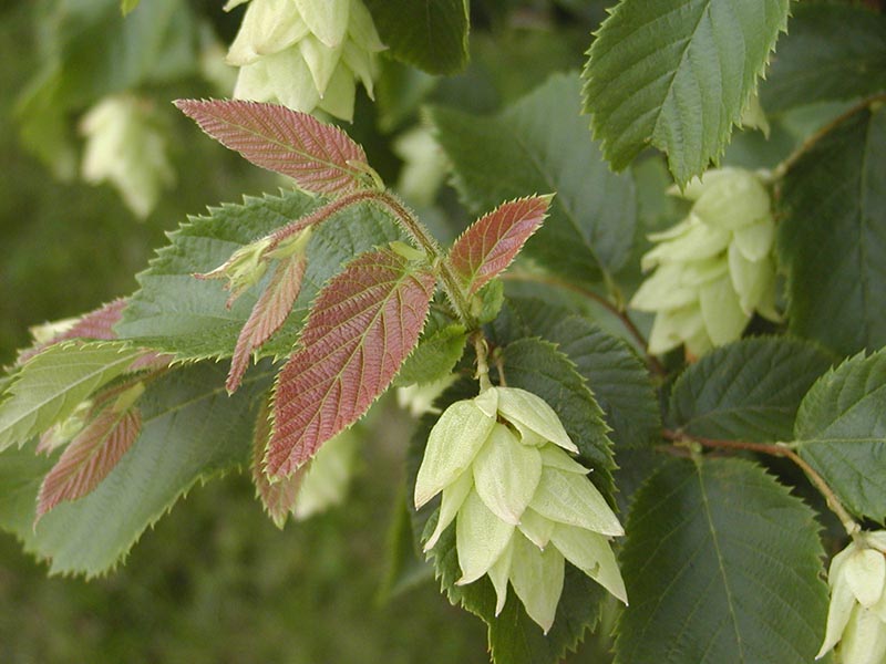 An upclose view of leaves and flowers. An upclose view of leaves and flowers.