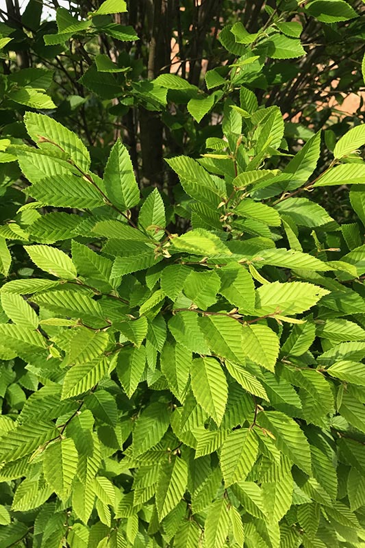 A view of multiple leaves from a branch. A view of multiple leaves from a branch.