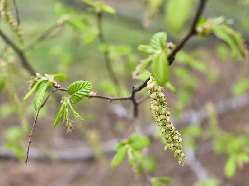 A branch with a few leaves and a flower. A branch with a few leaves and a flower.