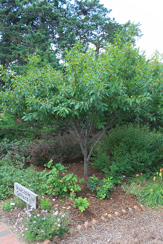 An Indian Cherry tree in a flowerbed. An Indian Cherry tree in a flowerbed.