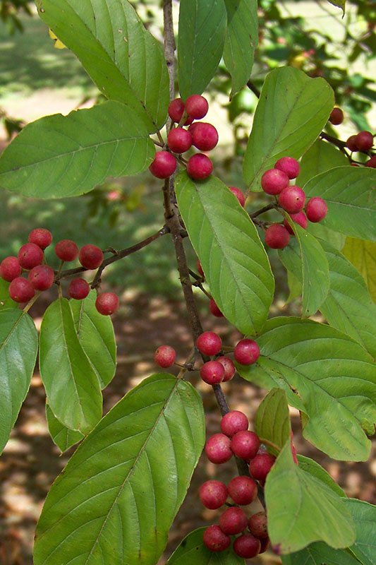 The red berries of an Indian Cherry tree. The red berries of an Indian Cherry tree.