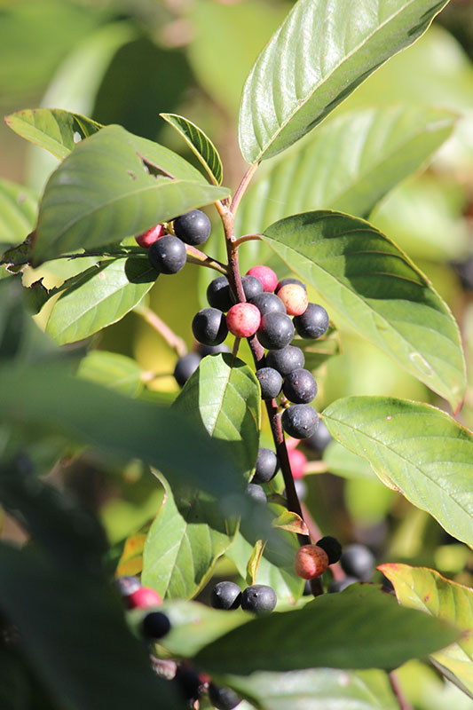 A closeup of the fruit of the Indian Cherry tree. A closeup of the fruit of the Indian Cherry tree.