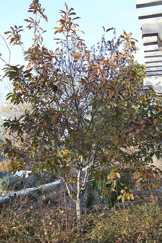 A small Indian Cherry tree. A small Indian Cherry tree.