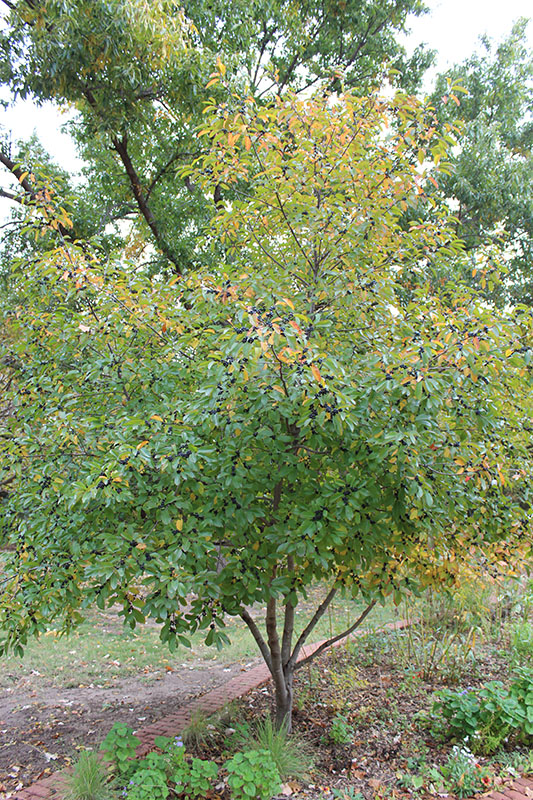 A green Indian Cherry tree. A green Indian Cherry tree.