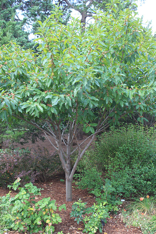 A young Indian Cherry tree. A young Indian Cherry tree.
