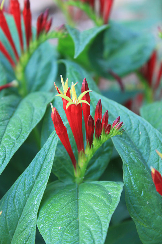 A close up of the Indian Pink flower in bloom. A close up of the Indian Pink flower in bloom.