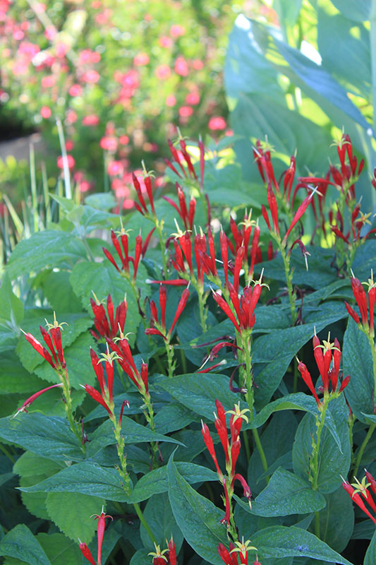 Red Indian Pink flowers in bloom. Red Indian Pink flowers in bloom.