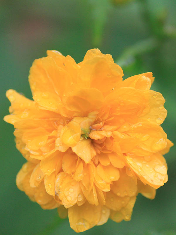 A yellow Japanese Kerria flower. A yellow Japanese Kerria flower.