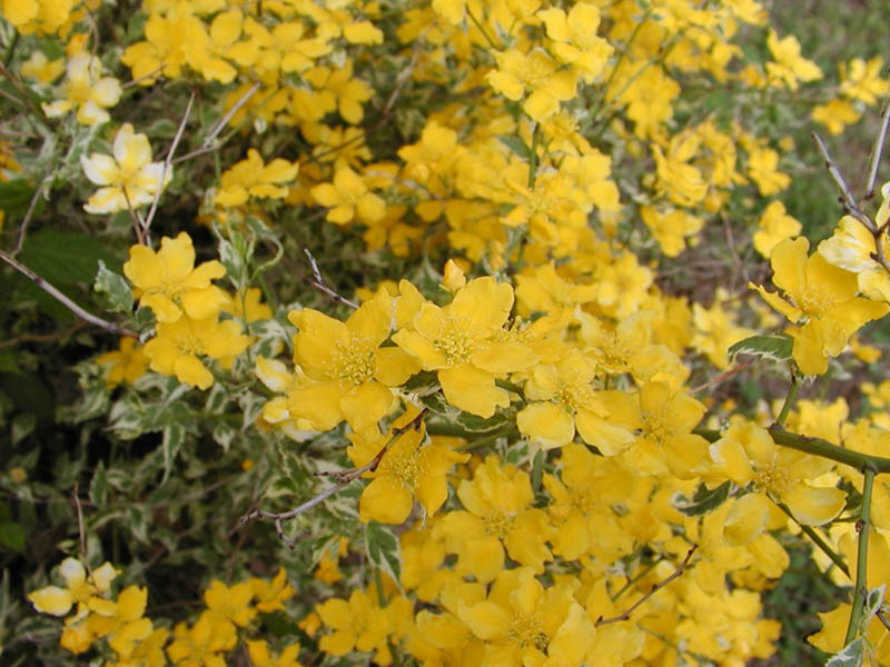 A bundle of yellow flowers on a plant. A bundle of yellow flowers on a plant.