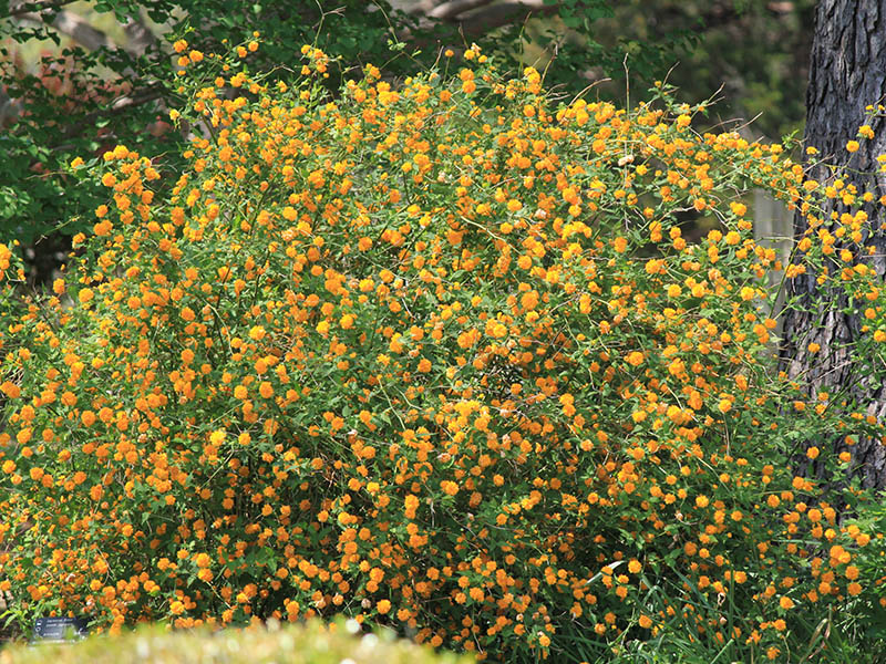 A shrub plant with yellow flowers. A shrub plant with yellow flowers.