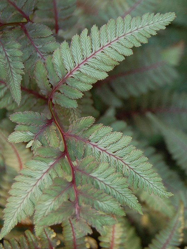 A Japanese Painted Fern.