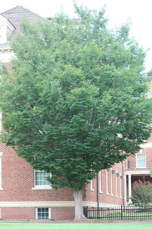 A Japanese Zelkova tree in front of a red brick building. A Japanese Zelkova tree in front of a red brick building.