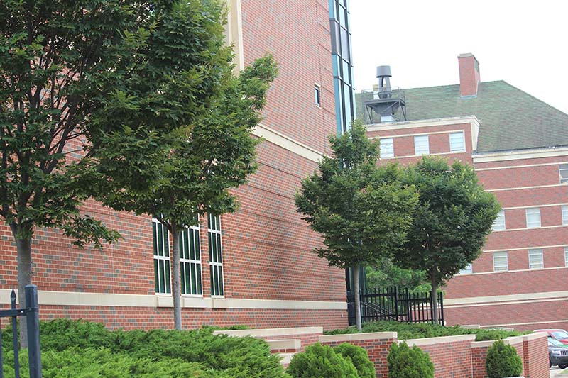 Four trees growing behind shrubs next to a red brick building. Four trees growing behind shrubs next to a red brick building.