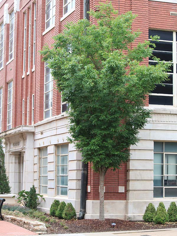 A tree with green leaves growing at the corner of a red and white building. A tree with green leaves growing at the corner of a red and white building.