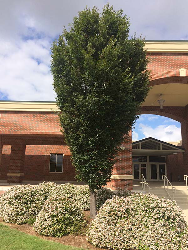 Japanese Zelkova | Oklahoma State University