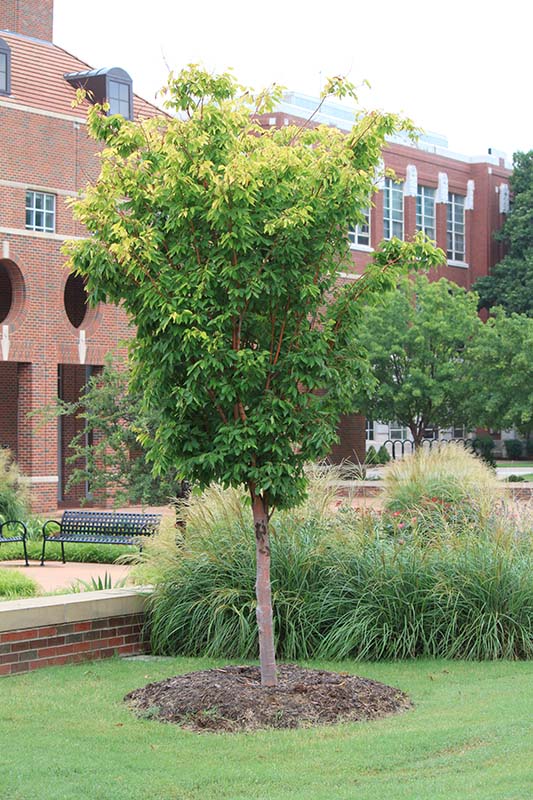 A small tree with green leaves in an open space in front of a brick building. A small tree with green leaves in an open space in front of a brick building.
