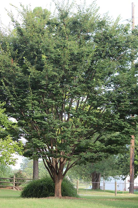 Japanese Zelkova Oklahoma State University