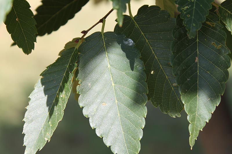 Japanese Zelkova Oklahoma State University