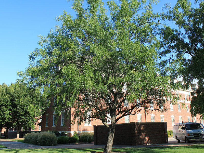 A tall tree with green leaves. A tall tree with green leaves.