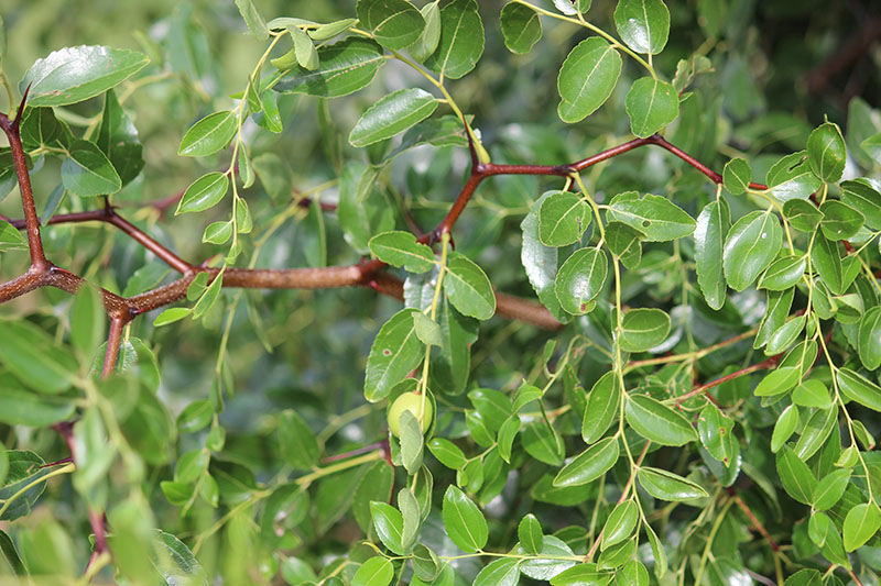 Green leaves on a red tree limb. Green leaves on a red tree limb.