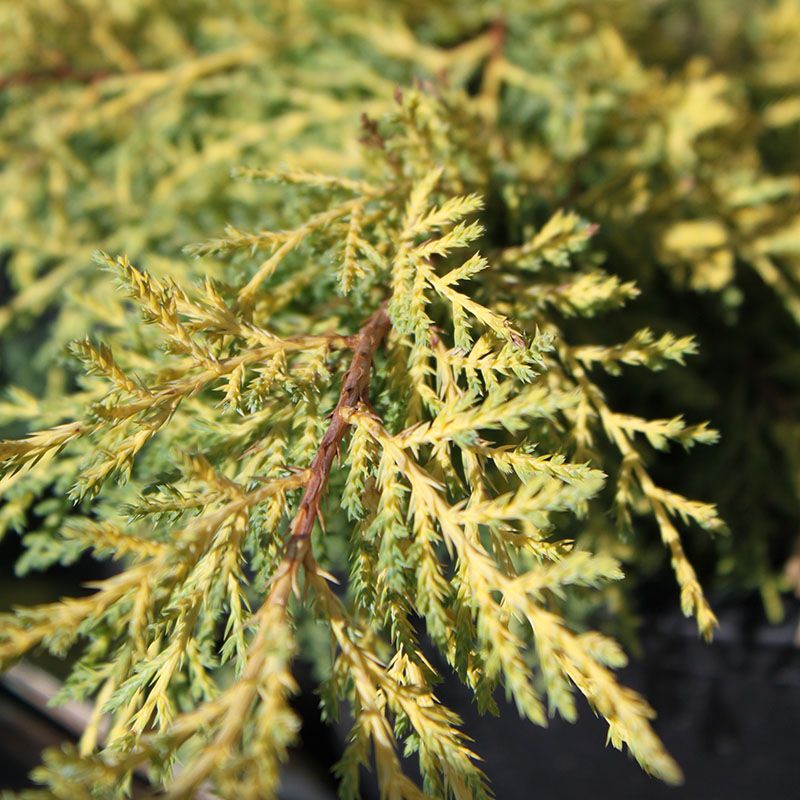 Juniper Collection Oklahoma State University