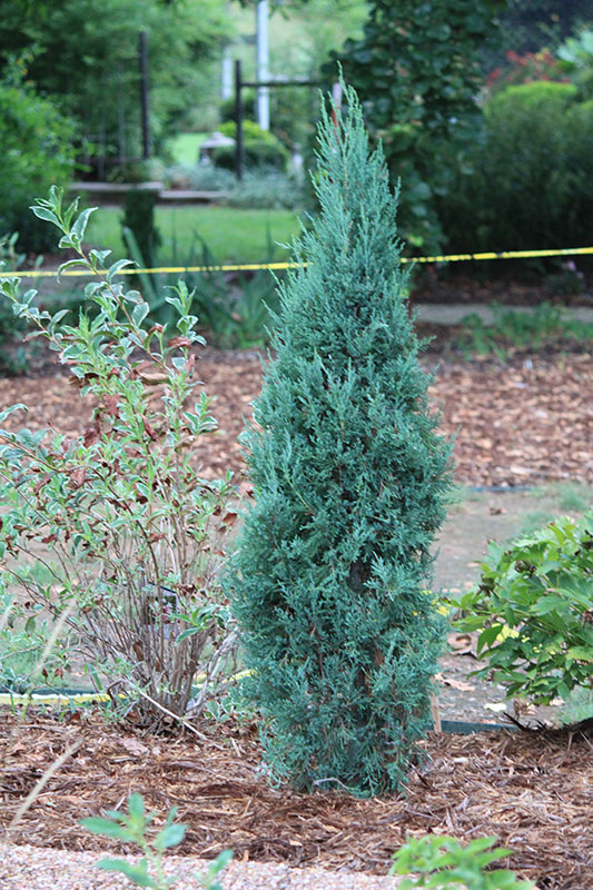 Juniper Collection | Oklahoma State University