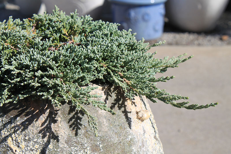 A closeup of the Juniper Collection, Icee Blue tree. A closeup of the Juniper Collection, Icee Blue tree.
