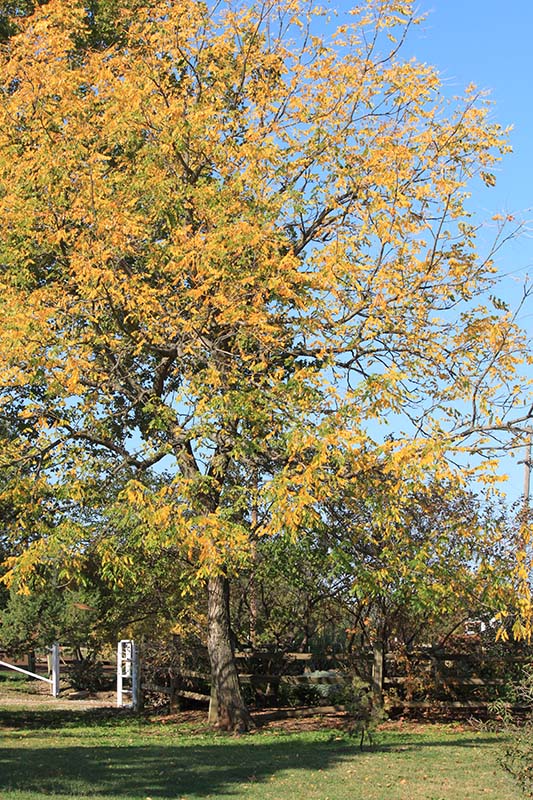 Kentucky Coffee Tree | Oklahoma State University