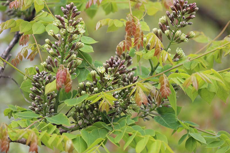 Kentucky Coffee Tree | Oklahoma State University