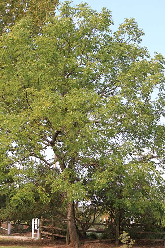 A tall Kentucky Coffee tree with green leaves. A tall Kentucky Coffee tree with green leaves.