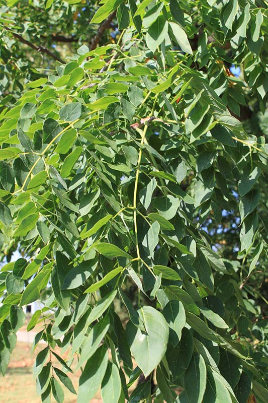A tree limb with green leaves. A tree limb with green leaves.