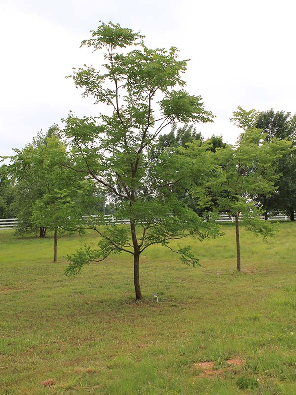 A small tree with green leaves frowing in a yard. A small tree with green leaves frowing in a yard.