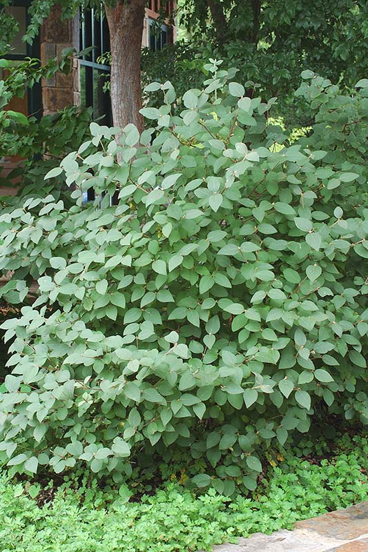 Multiple leaves on a shrub in the woods. Multiple leaves on a shrub in the woods.