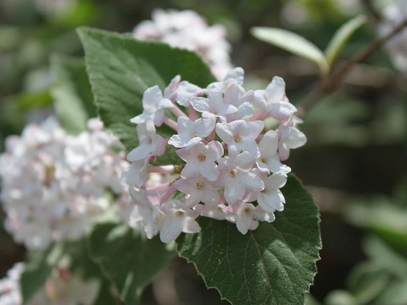 Large clusters of flowers. Large clusters of flowers.