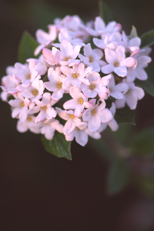 Flowers in bloom. Flowers in bloom.