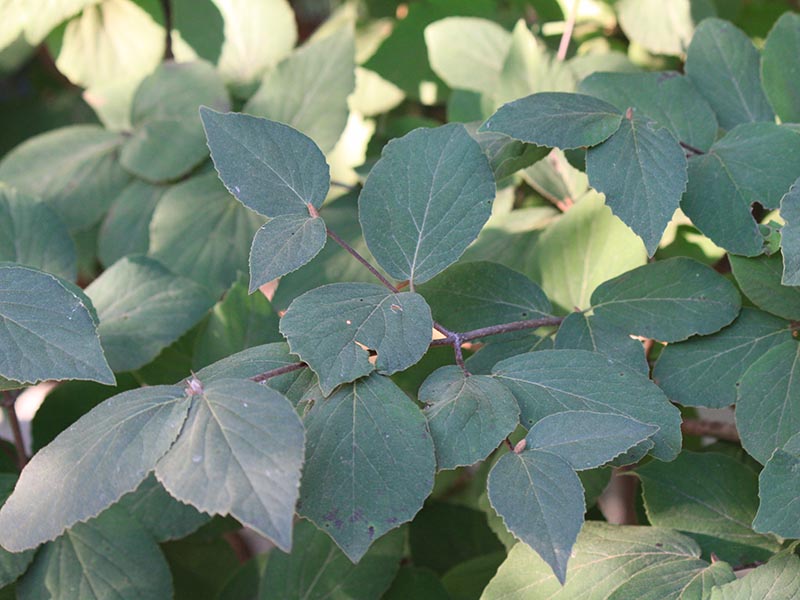 Up close view of a few leaves. Up close view of a few leaves.