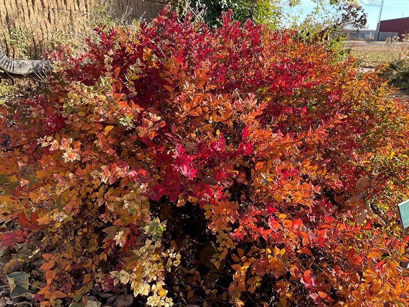 A large shrub plant with red, green, orange and yellow leaves. A large shrub plant with red, green, orange and yellow leaves.