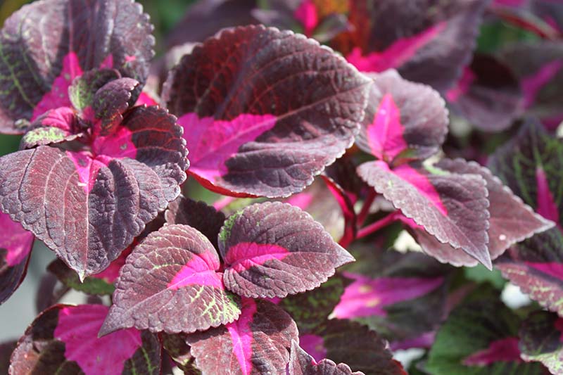 The pink, green and purple leaves of a Magilla Perilla plant. The pink, green and purple leaves of a Magilla Perilla plant.